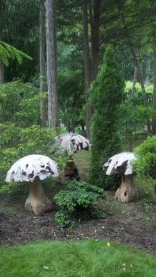 Giant Teak Mushrooms