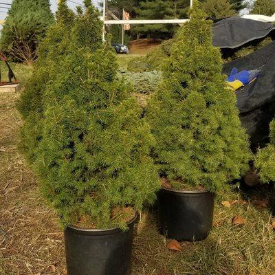 Alberta Spruce potted trees, about 3 feet tall. We are getting more than the 4 we have right now. Come on down.