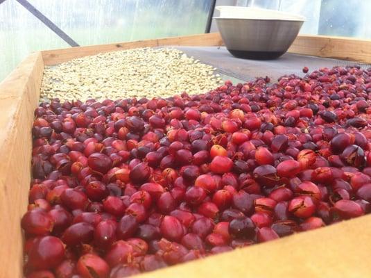 Drying Coffee