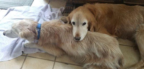 Scamp saying goodbye to His sister, Shiloh, before entrusting her to the faithful hands of Dr. Brotze for the last time.