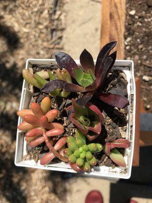 Open House and #EarthDay Plant Sale @cityofsunnyvale