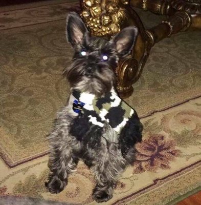 Ace the schnauzer lookin spiffy in his camo scarf