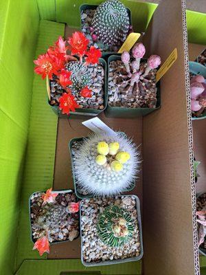 My new cacti