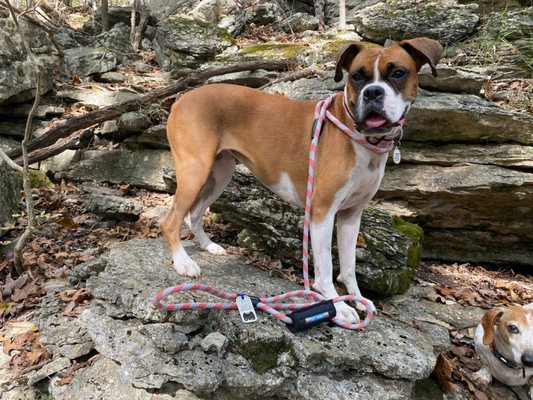 Collar and matching harness