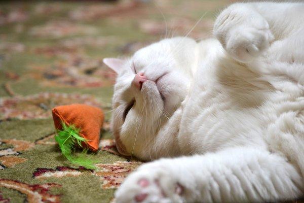 Come to yoga with kitties, starting March 3rd at 12pm.