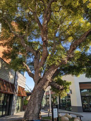 The Cork Oak