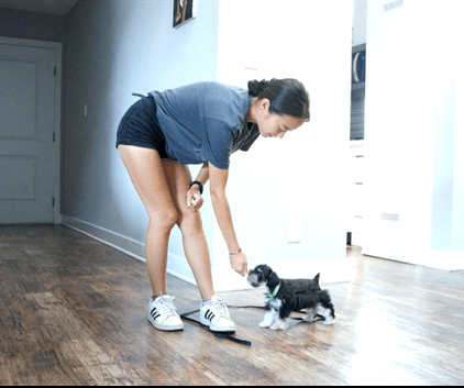 Private One-on-one In-Home Training with 3mo puppy Rocco (mini Schnauzer).