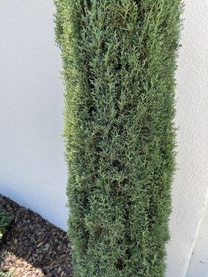 Healthy tiny cypress: Note the difference!