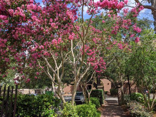 Barnet Courtyard - College of Charleston