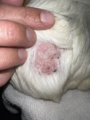 Ring work found because they did not do a health check. $300 vet bill