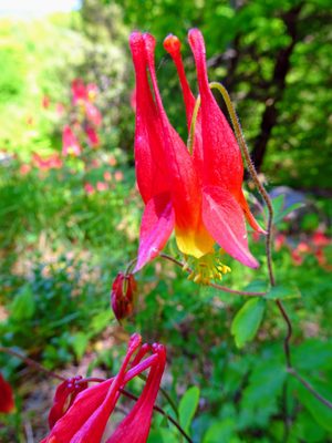 Lots of pretty wildflowers