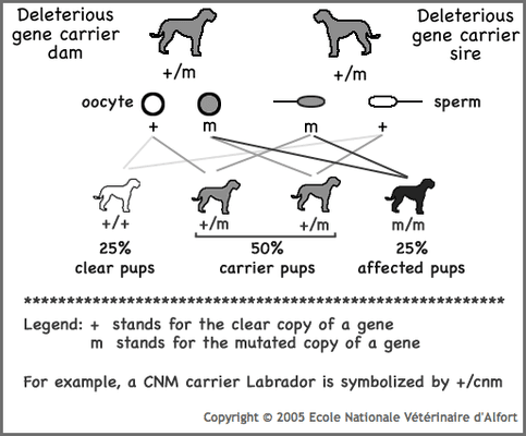 Holzinger Kennels Obedience & Gun Dog Training