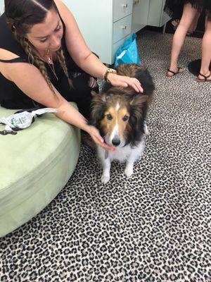 Oscar Sheltie dog visits Senna Studio.