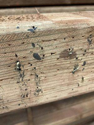 Termite larva in all of the pressure treated 4x4s