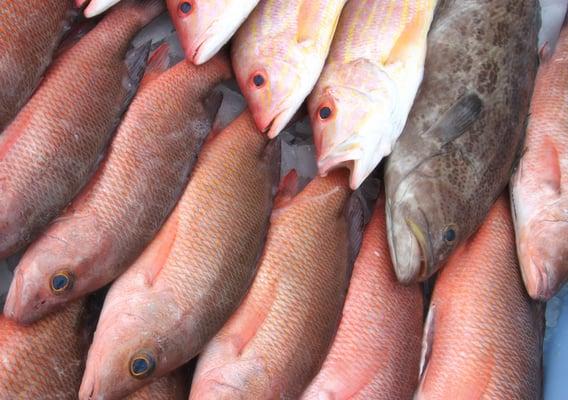 Mangrove, Yellowtail and Black Grouper