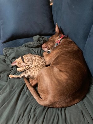 Our clinic mascots tuckered out after a long day of work.