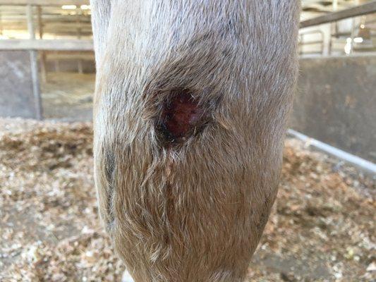 One of many injuries my horse received in this boarding facility.