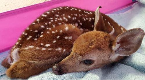 One of the orphaned fawns that we rehabilitated.  Sweet Binks specializes in fawns, skunks and all birds.