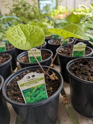 'Asarum canadense', wild ginger. It should be perfect for my garden.