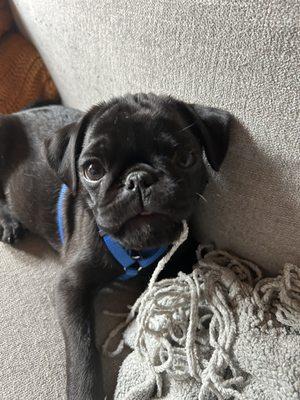 Luther the Pug