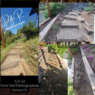 Front yard clean-up, planting, and drip system in Sonora CA