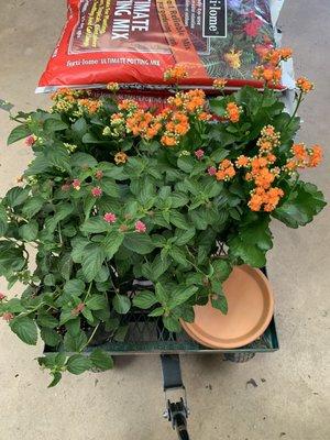 Orange Kalanchoes and Irene Red Lantana