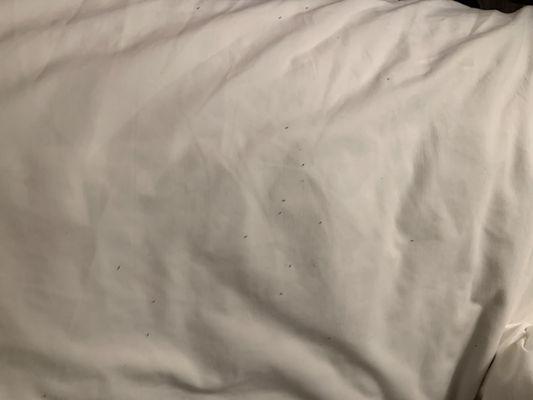 Ant infestation in bedroom