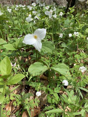 Trillium at Aman Park