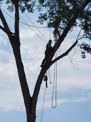 Tree climber removing large oak near house.