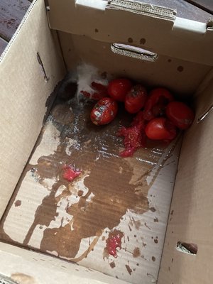 Moldy useless tomatoes.