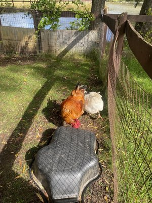 Chicken and rooster