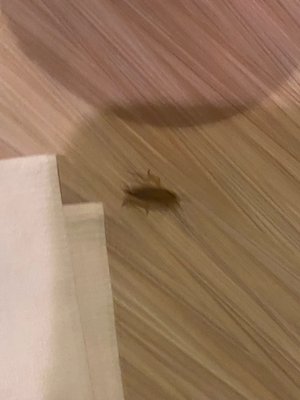 Cockroach on table