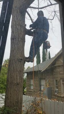 No, this is not a creepy hanging tree. He climbed up to remove a large branch that was badly pruned years ago.