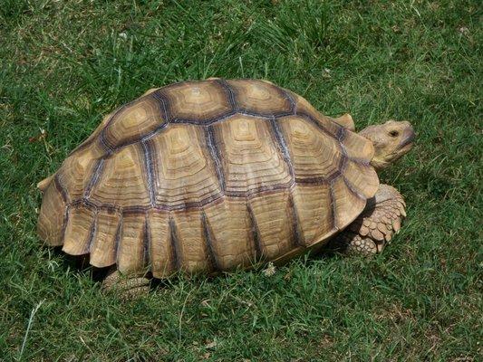 Sulcata or Spur-Thigh Tortoise-Can live to 80-100 years old.