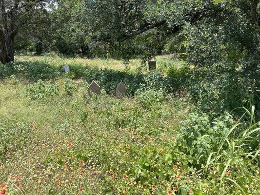 Obscured by weeds