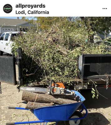 Large Tree removal Lodi ca.