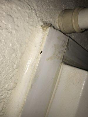 Second cockroach in the bathroom