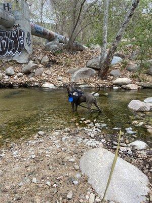 King enjoying his 2 mile hike!