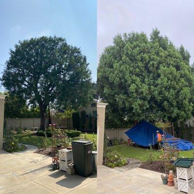 Sky's The Limit Tree Care