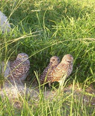 Burrowing owls in Cape Coral