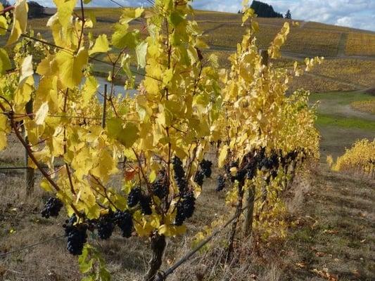 Our Pinot Noir grapes at harvest