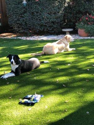 Dogs enjoying the turf