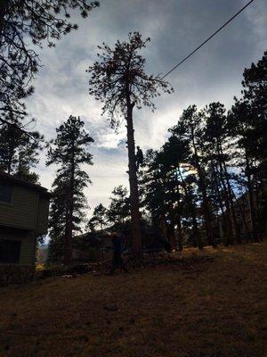 Colorado Tree Specialists