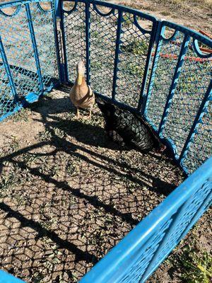 Shepperly Farm Petting Zoo