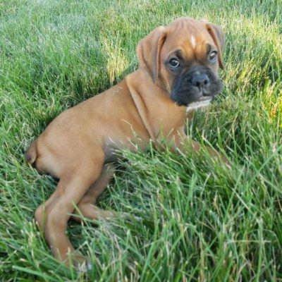 Boxer Puppies For Sale. Contact directly through our website and see available puppies at:

http://santaboxershome.com