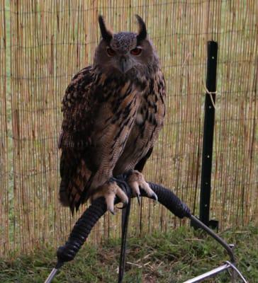 Eurasian eagle owl