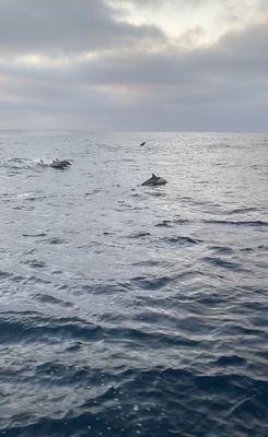 So many dolphins!