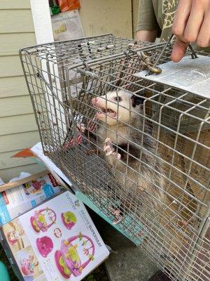 Possum in storage shed