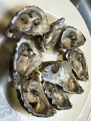 Pacific Oysters