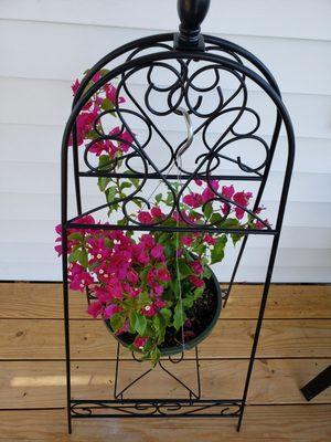 My Bougainvillea from Bemis Upland.